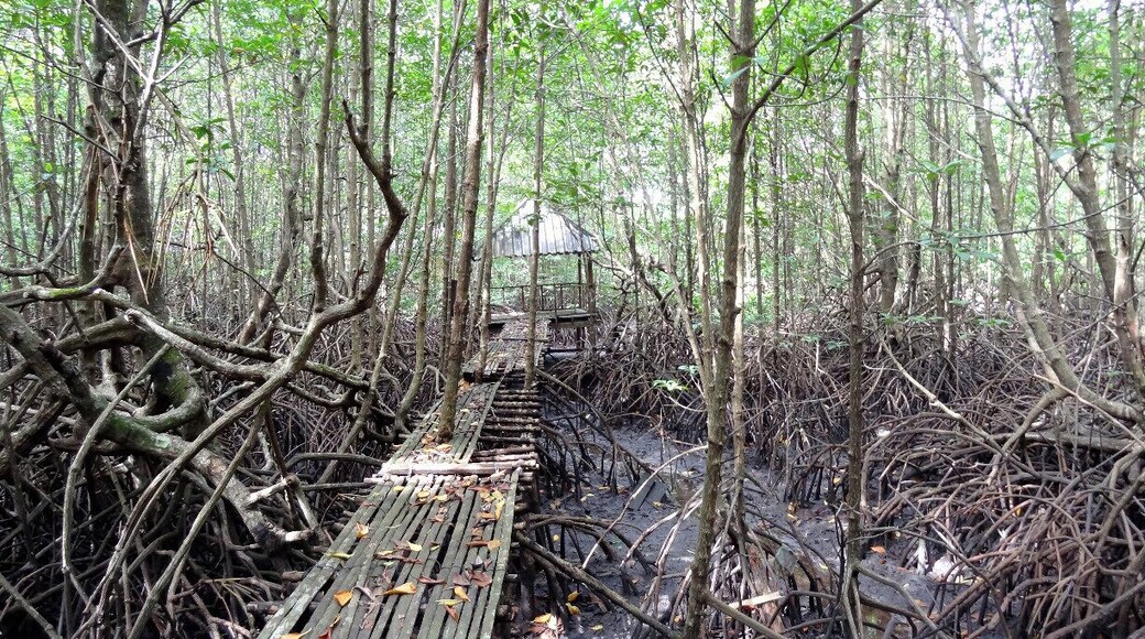Koh Kong is a rough around the edges, border town between Cambodia and Thailand. Most won't even know the name of the place as they pass through on their way to Bangkok, but it does hold some gems for those looking to get off the beaten path. Besides the rapidly logged Cardamom Forest, you'll also find the incredible Peam Krasaop Mangrove Sanctuary here located about 10 to 15 minutes outside of town by moto.
Tip: Vendors in the park serve food and drinks - spreading the money around a bit is always much appreciated.