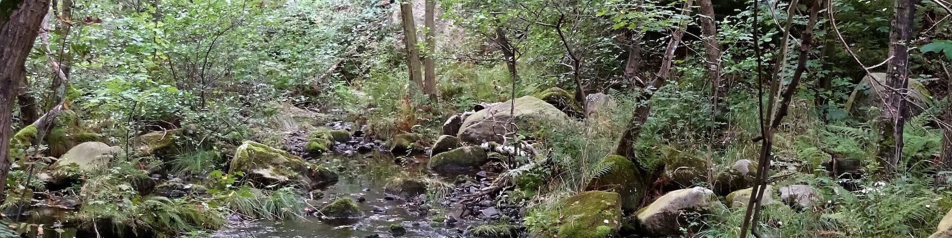A forest stream with moss-covered rocks and dense foliage.