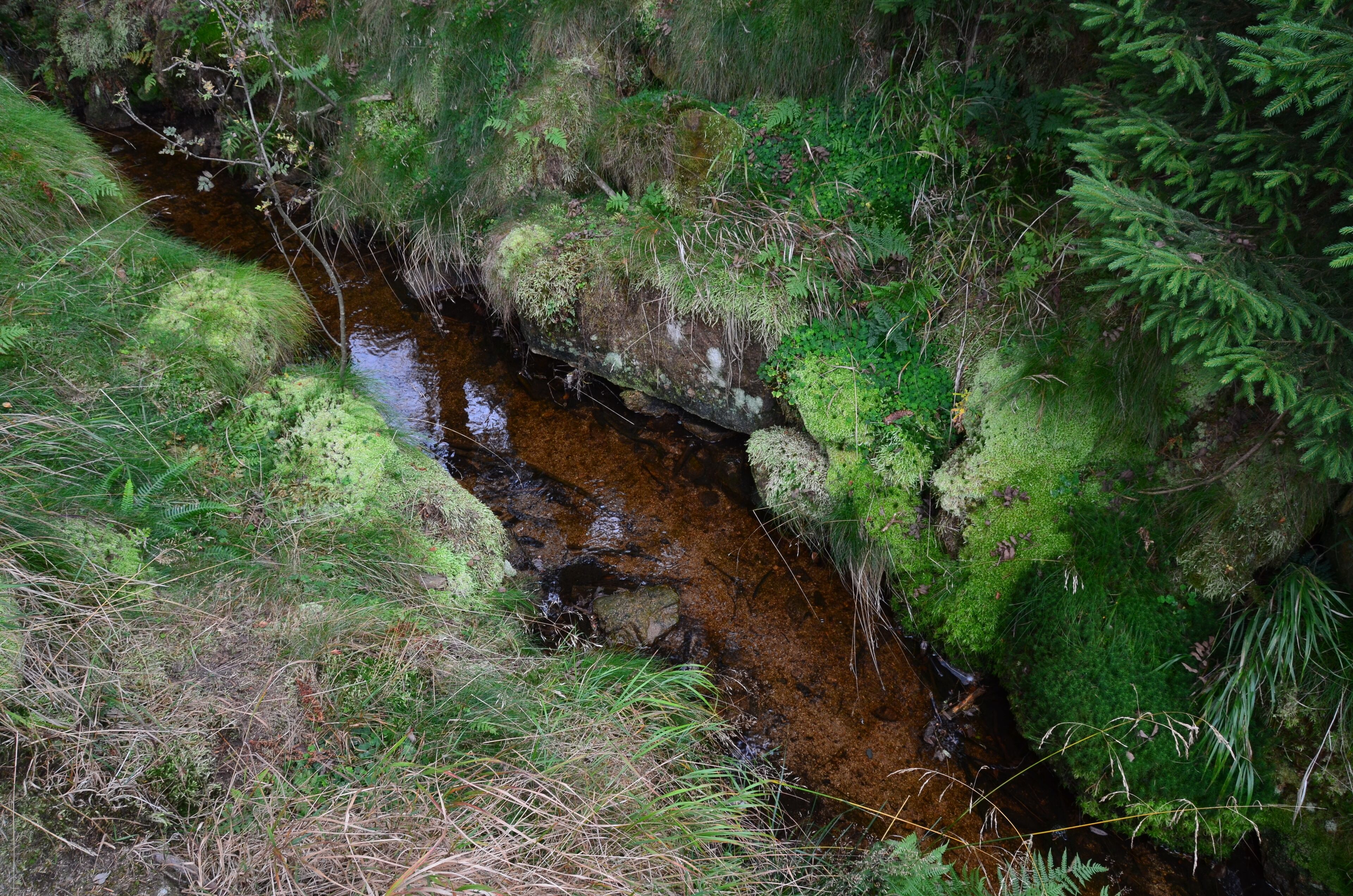 Der Abbegraben bei Torfhaus
