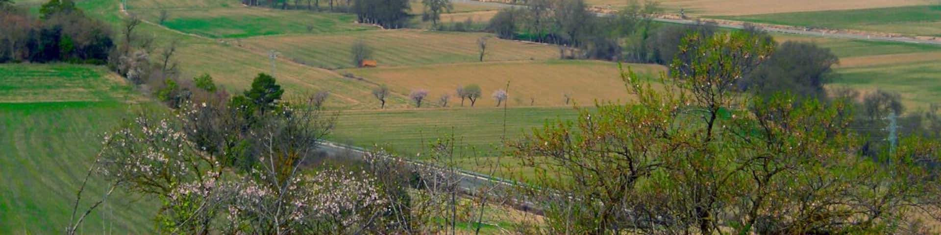 Les Olugues des de Montfalcó