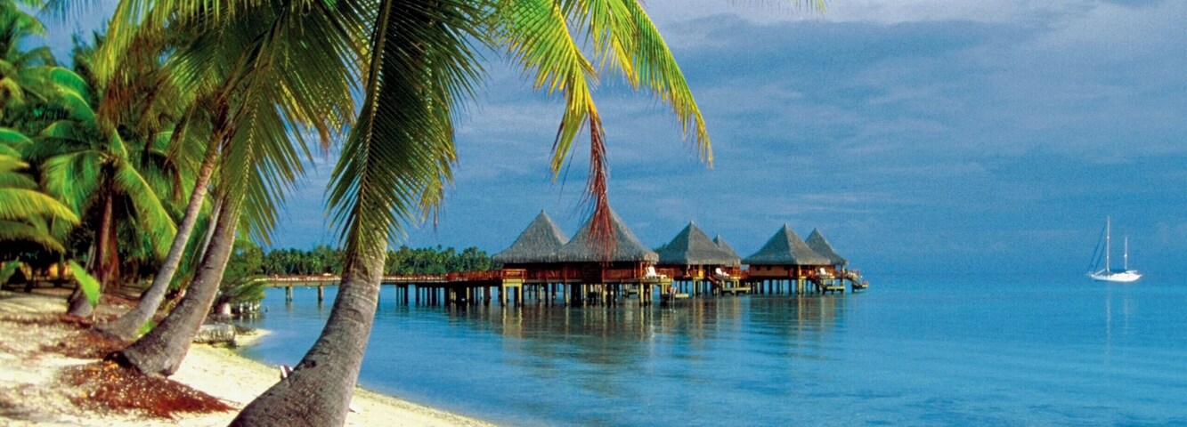 Palm tree on the beach, Rangiroa Lagoon, Tuamotu Islands, French Polynesia