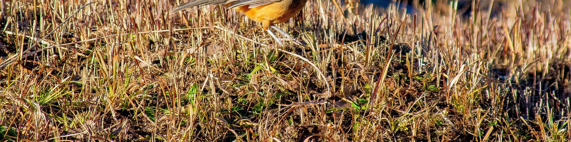 Bird Watching!!!!
#birdsofprey
#allmightybirds
#allmightybirds
#ig_collection_birds
#birdswatching
#lifeatexpedia
#animalsphotography