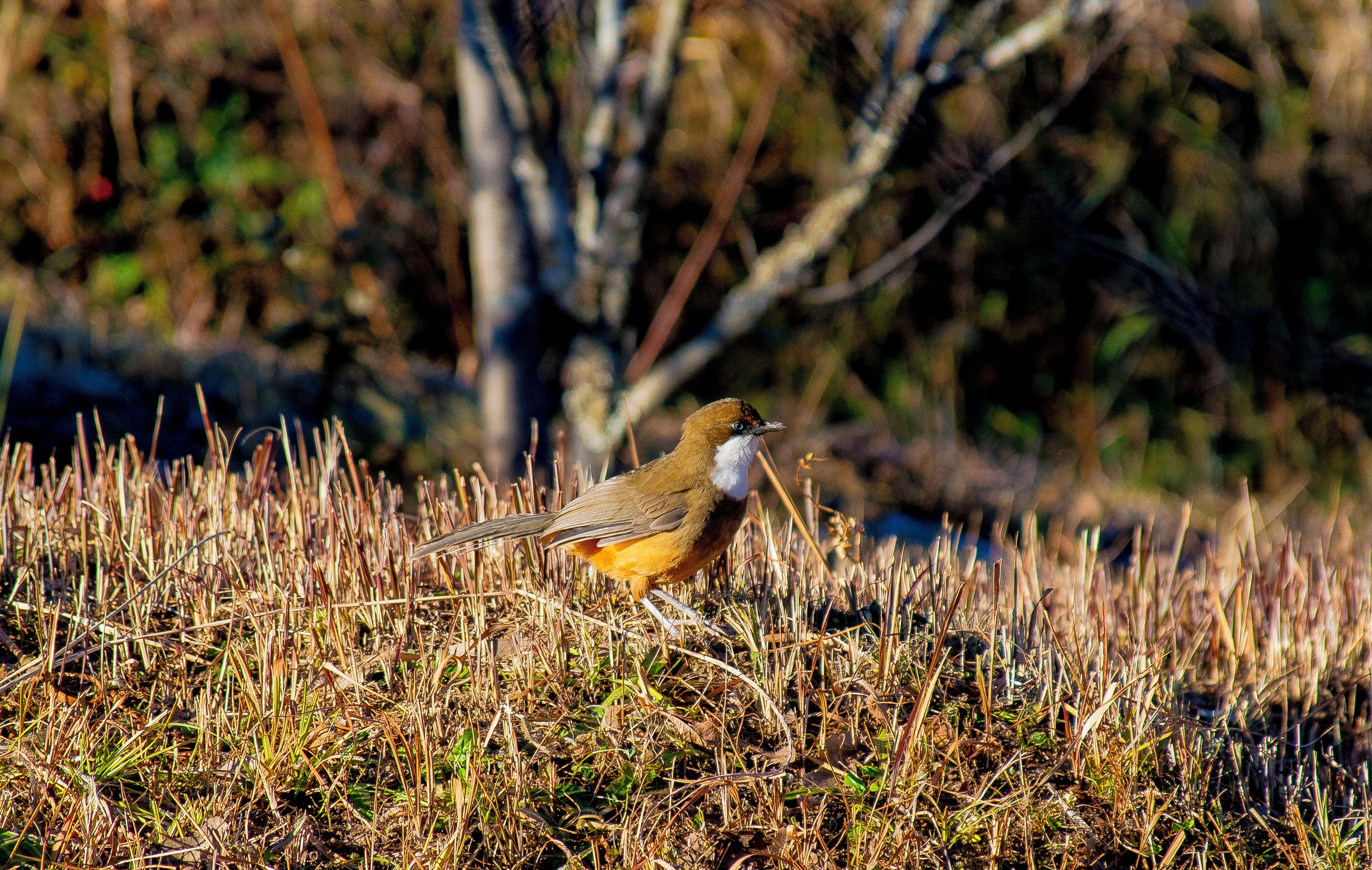 A bird walking through tall, dry grass.