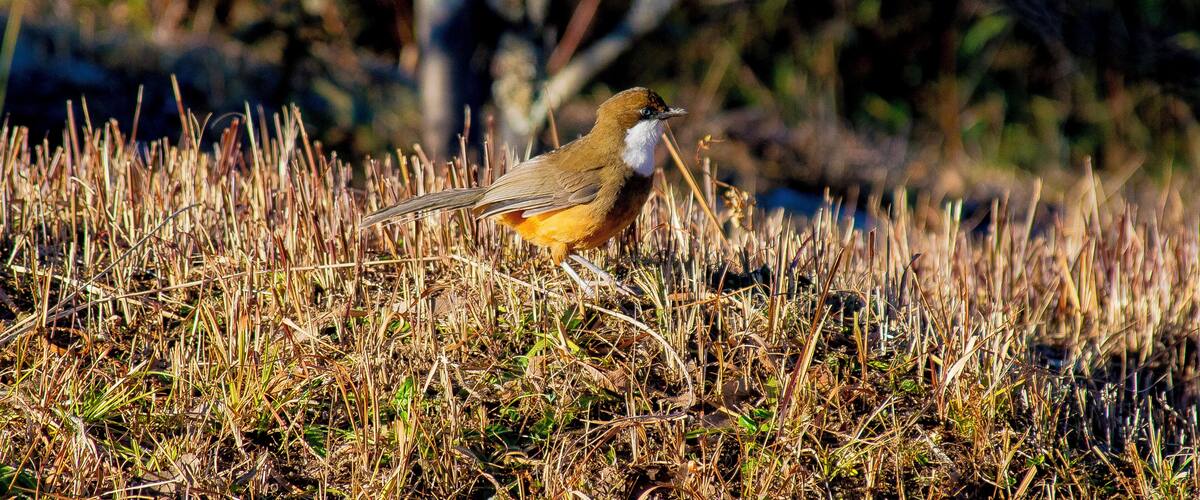 A bird walking through tall, dry grass.
