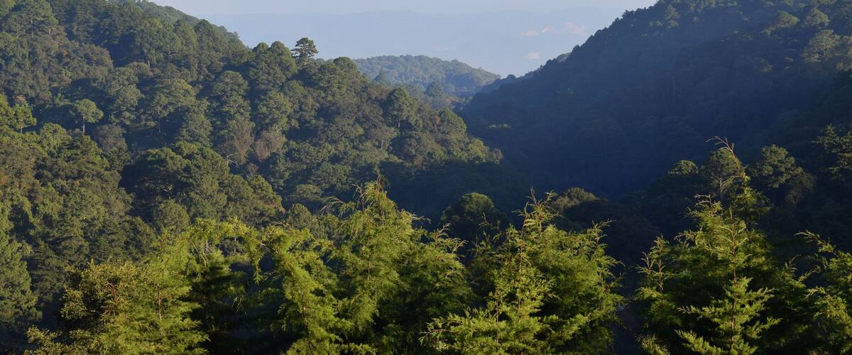 A dense forested valley with rolling hills and a clear sky.