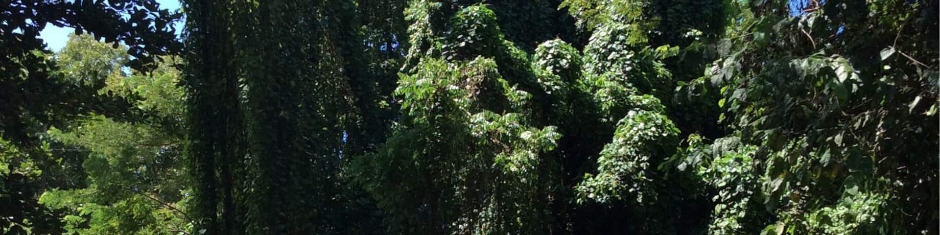 A dip in Sweet River is the perfect pit stop on the drive from Westmoreland to St.Elizabeth