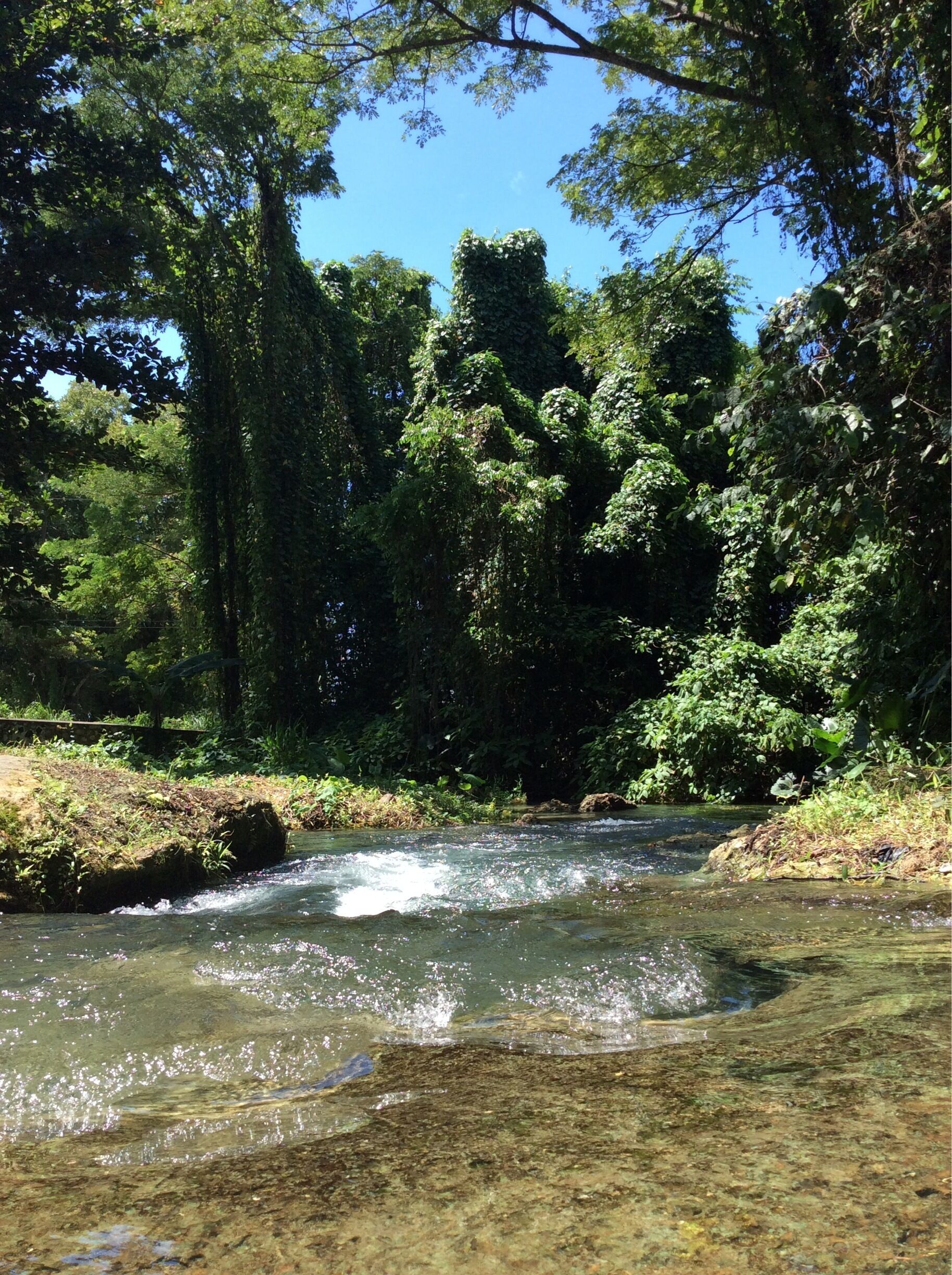 A clear stream flowing through a dense forest with sunlight filtering through the trees.
