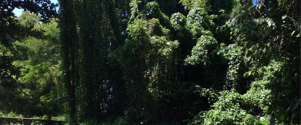 A clear stream flowing through a dense forest with sunlight filtering through the trees.