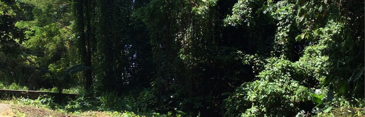 A clear stream flowing through a dense forest with sunlight filtering through the trees.