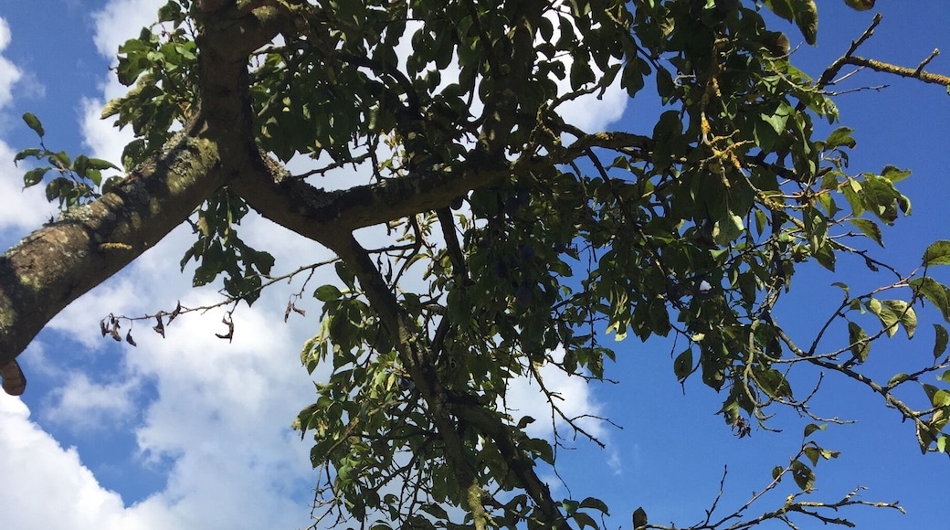 The vines are ready to be harvested