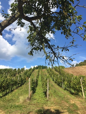 The vines are ready to be harvested