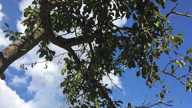 The vines are ready to be harvested