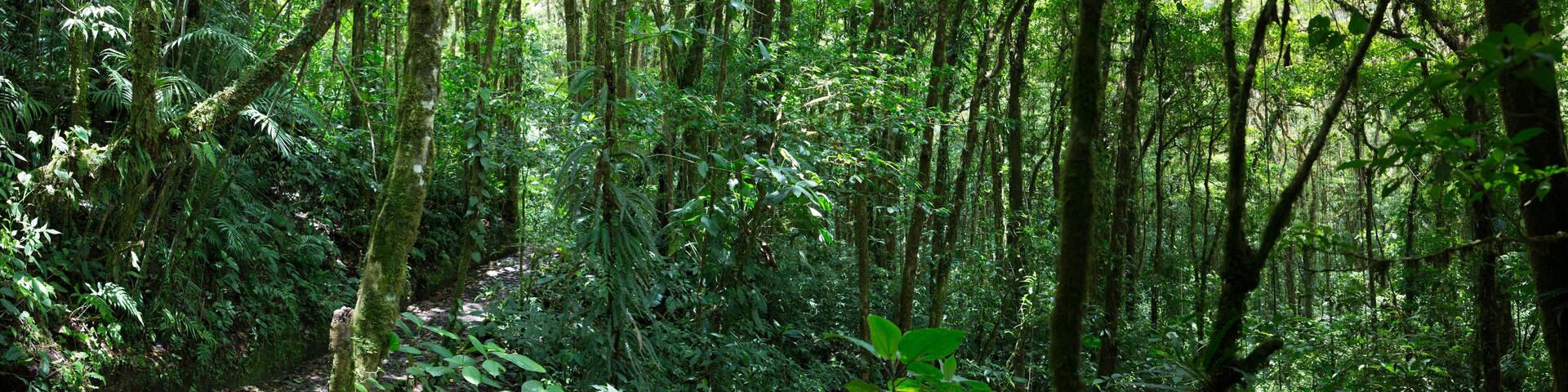 Cloud forest in Costa Rica