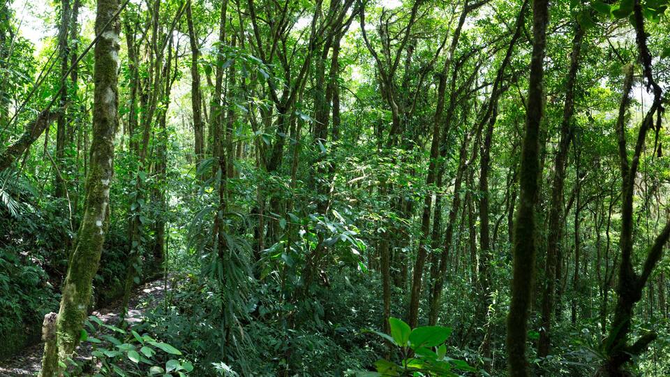 Cloud forest in Costa Rica