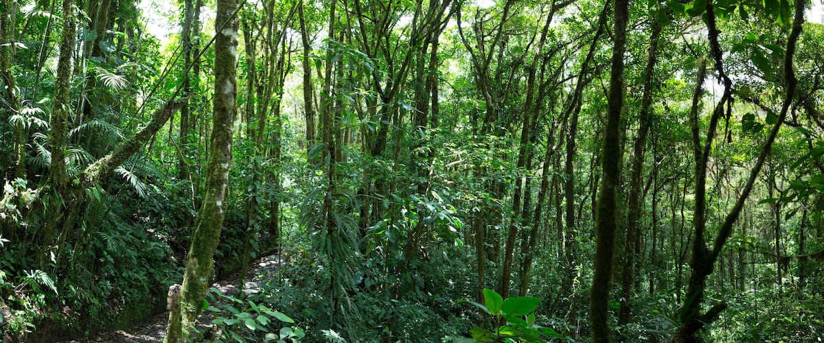 A dense forest with tall trees and thick undergrowth.