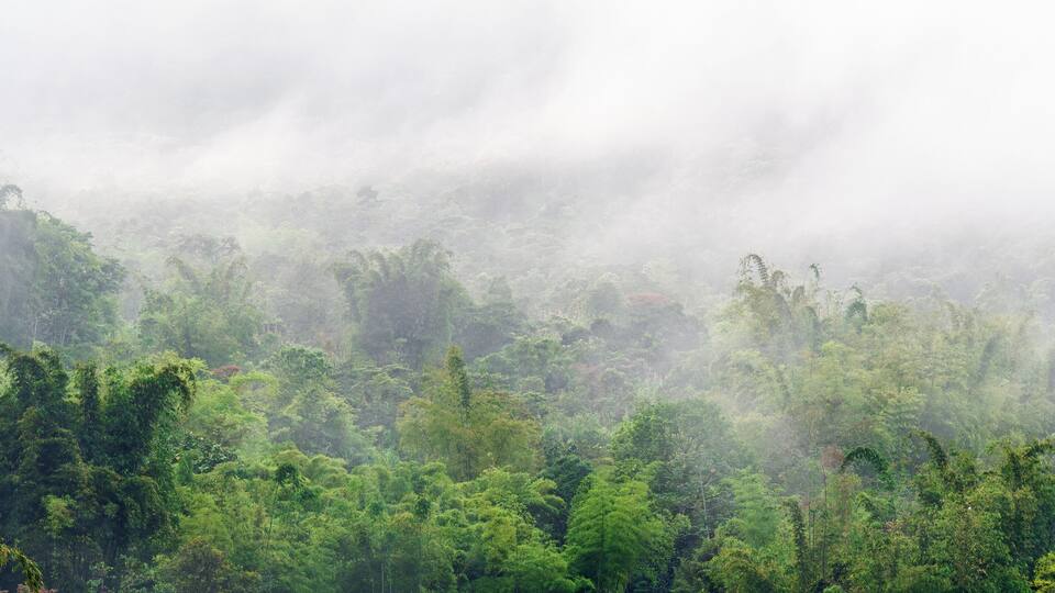 Cloud forest panorama at sunrise, Mindo, Ecuador.