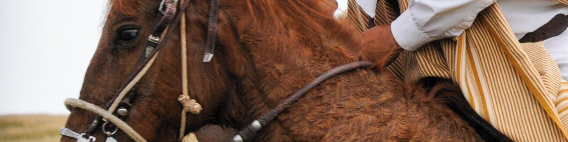 During a Picnic lunch at the Lake we were honored with a famous Peruvian Paso Horse Demonstration.
These talanted people gave an authentic Peruvian Horse Show in a fabulous exhibit of elegant precision, skilled horsemanship and dance.