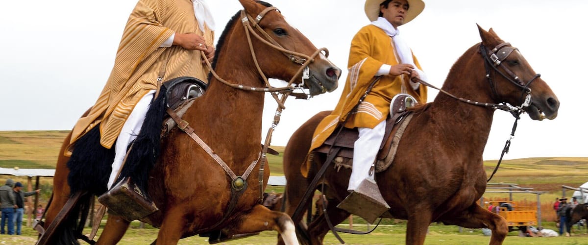 Two people riding horses in a grassy field.
