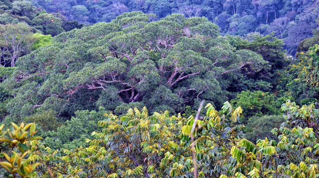La Banda de Shilcayo