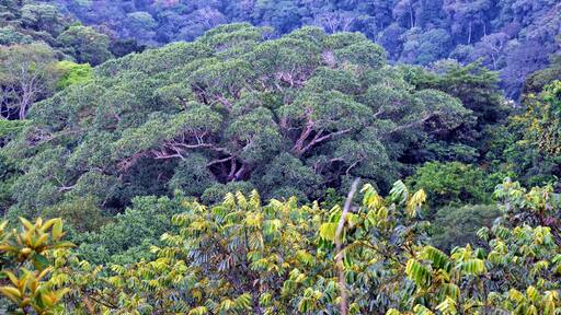 لا باندا دي شيلكايو