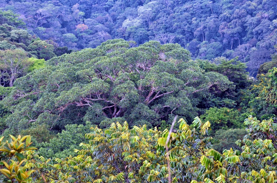beautiful tree in the jungle of Tarapoto cordillera Escalera
