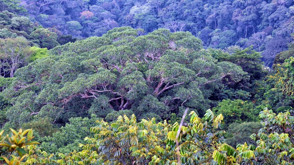 A dense forest with a variety of trees and foliage.