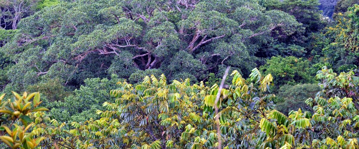 A dense forest with a variety of trees and foliage.