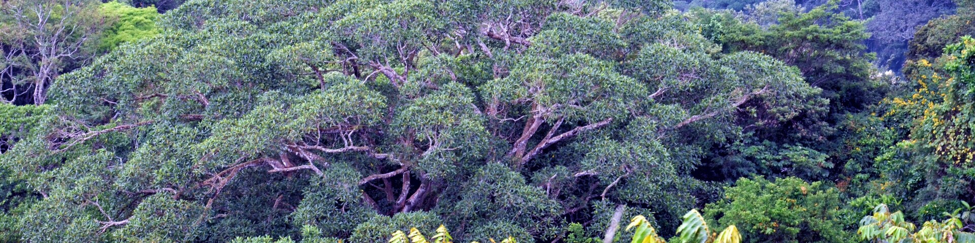 A dense forest with a variety of trees and foliage.