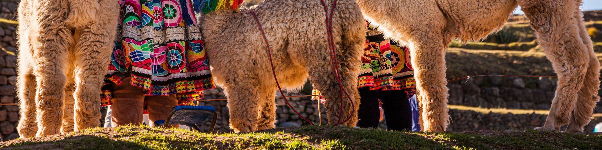 Indigenous women in traditional clothing with alpacas, Cusco, Peru