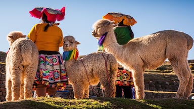 Llamas and people in traditional attire standing on a grassy hill with stone structures in the background.