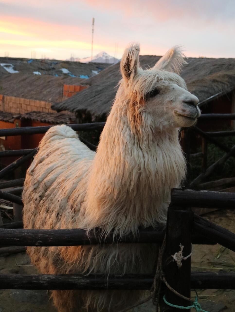 Una llama en un área cercada con una construcción de techo de paja y montañas al fondo.