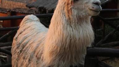 Una llama en un área cercada con una construcción de techo de paja y montañas al fondo.