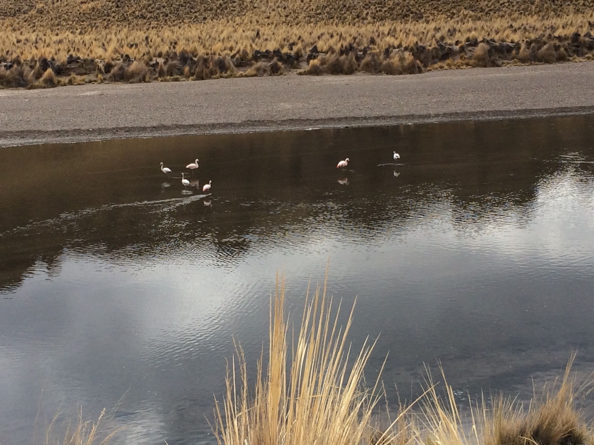 Flamingos in the river