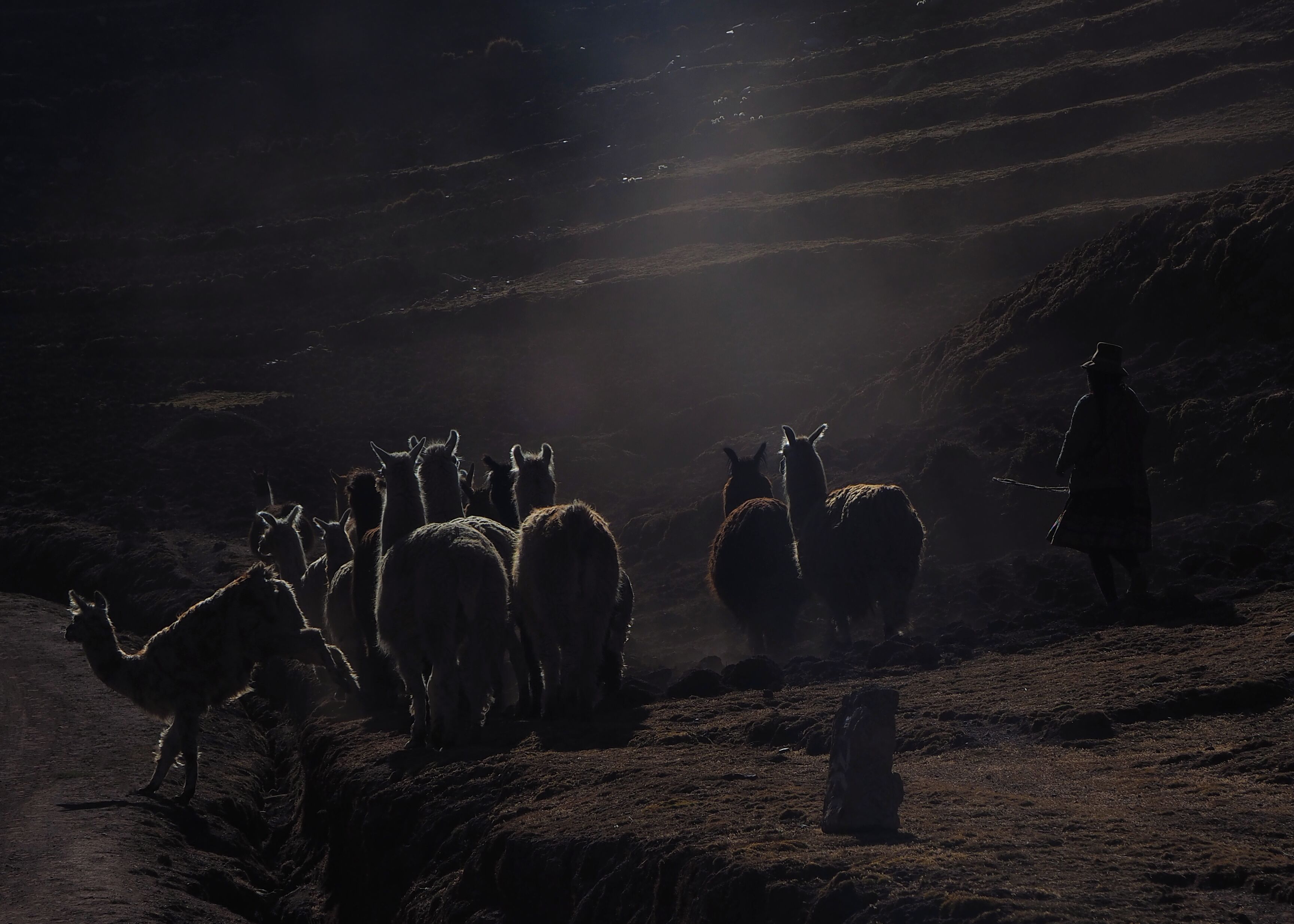 Vinicunca, Cusco, Peru

A farmer guides his herd down from the terraces on the way to Rainbow Mountain, 3 hours outside Cusco. 
Nice to get out into the countryside and see the 'real' Peru away from the tourist hot-spots.
Taken out the window of our moving van!

#LifeAtExpedia
#GreatOutdoors
#OnTheRoad
#Culture