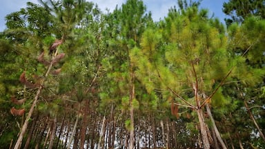 Bosque de Pinos