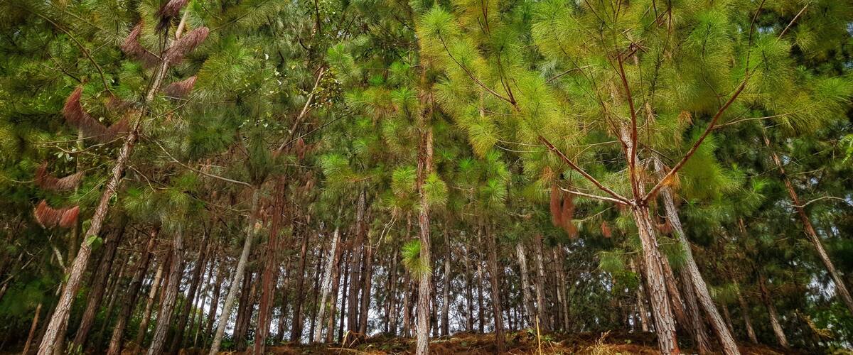 A dense forest of tall pine trees with a clear blue sky above.