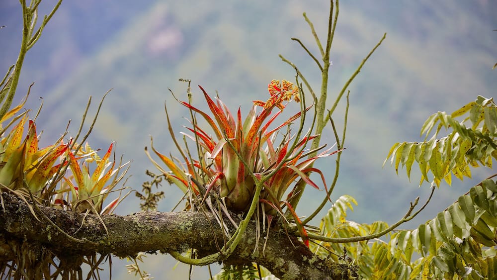 Choquequirao’s rugged terrain tests the spirit of adventure with every step. Carved by time and nature, these dramatic Andean slopes lead to one of Peru’s most awe-inspiring hidden treasures.