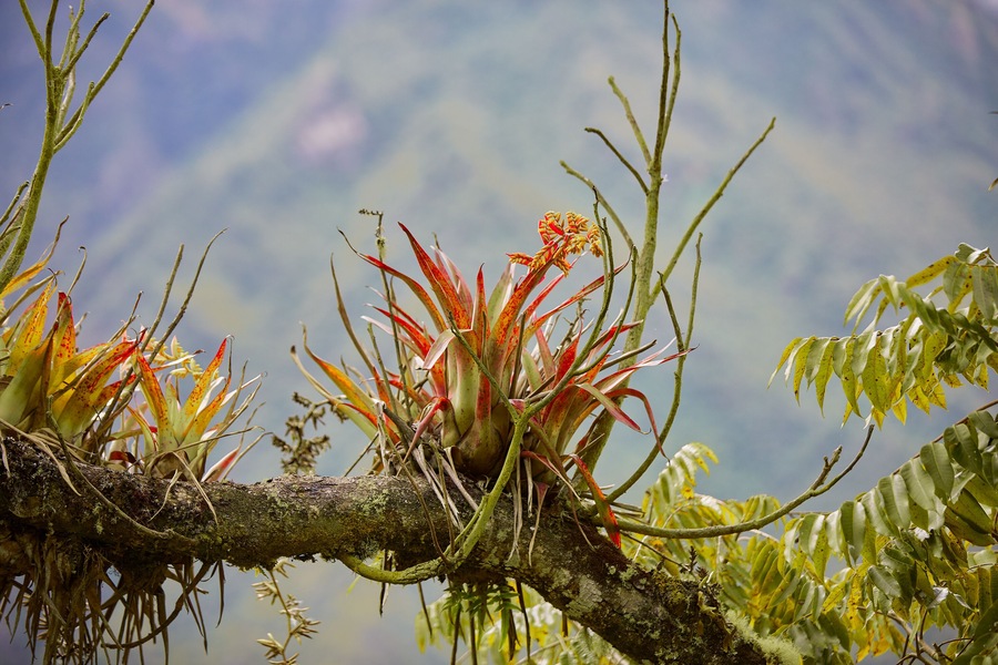 Choquequirao’s rugged terrain tests the spirit of adventure with every step. Carved by time and nature, these dramatic Andean slopes lead to one of Peru’s most awe-inspiring hidden treasures.