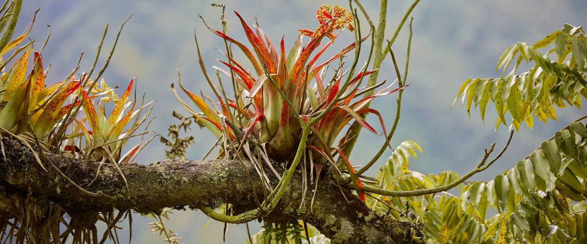 A tree branch with red and green leaves and a cluster of orange flowers.