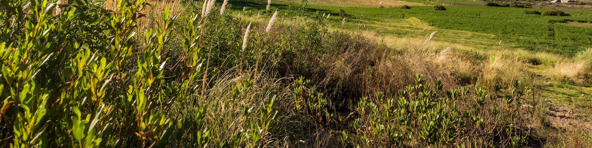 Misti volcano from the fields of the town of Chiguata in Arequipa