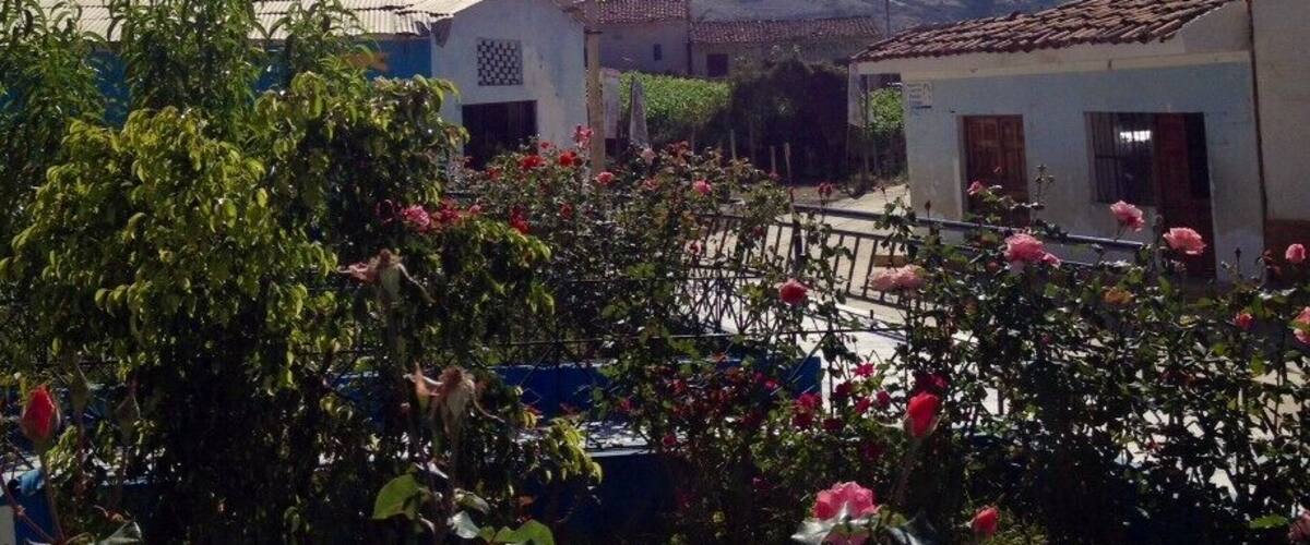 A village with houses, a mountain, and blooming pink roses.
