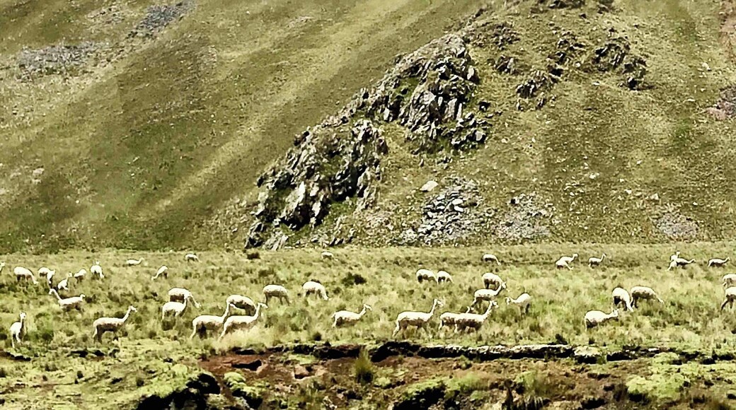 Riding the PeruRail train from Cusco to Puno gives you some amazing views of Peru. The 10 hour journey is filled with amazing glimpses of rural life in Peru. From the llamas to these peaks at 14,000 ft, Peru is a beautiful and amazing country.
#FindingTheUniverse