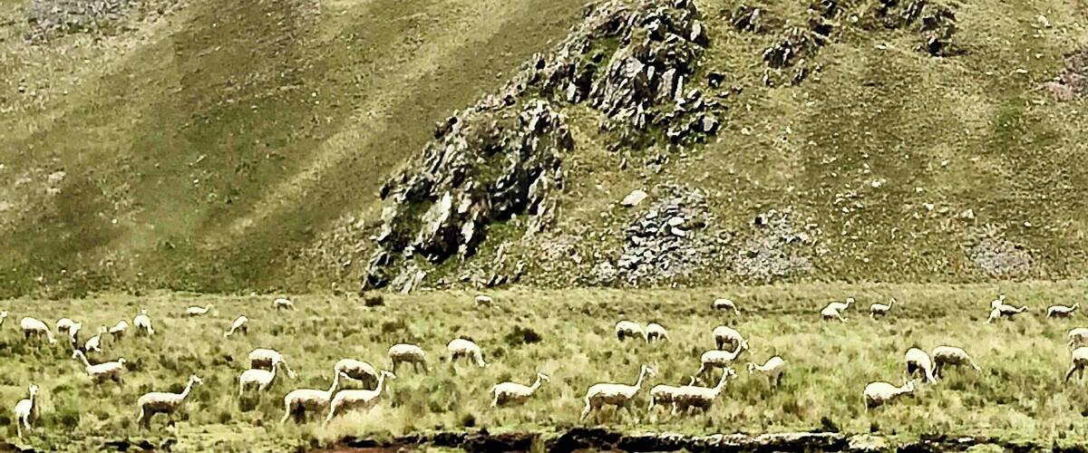 A mountainous landscape with grazing animals and rocky terrain.