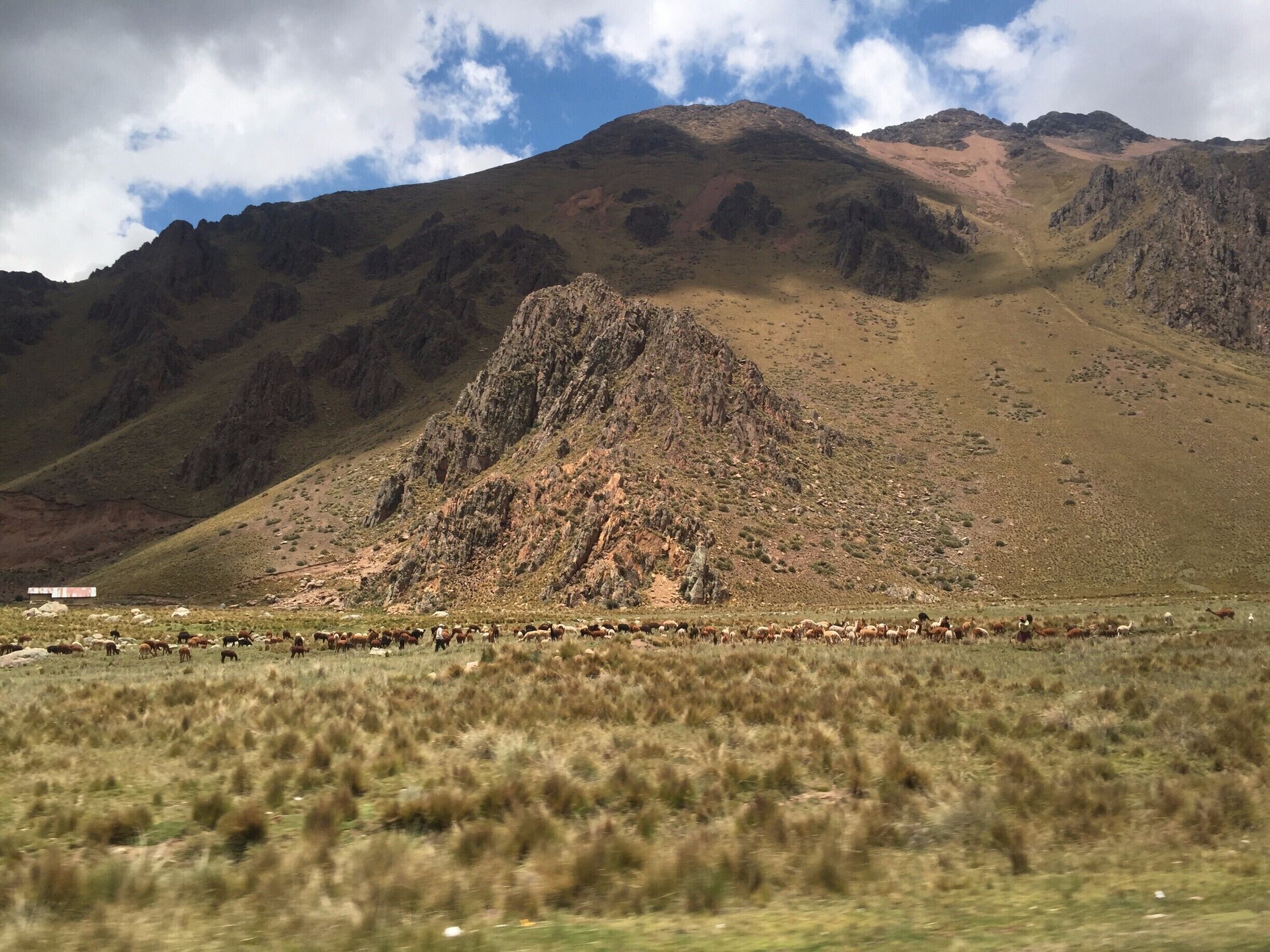 Random roadside shot with llamas, alpacas, and probably some sheep in the mix..
