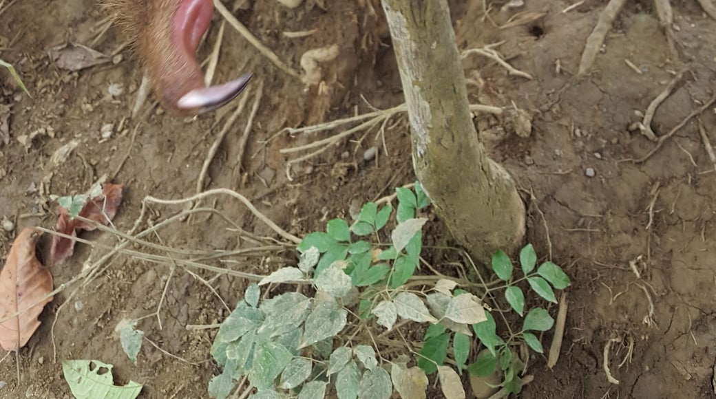 Youthful sloth near Pillcopata. Peru