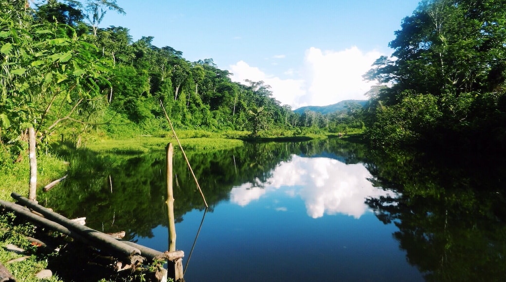 "Machuhuasi Lake" is situated in Manú National Park, Peru. This peaceful lake is the perfect spot for birdwatching.