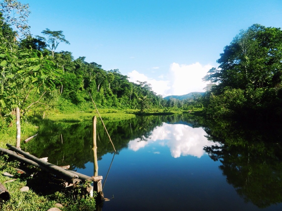 "Machuhuasi Lake" is situated in Manรบ National Park, Peru. This peaceful lake is the perfect spot for birdwatching.
