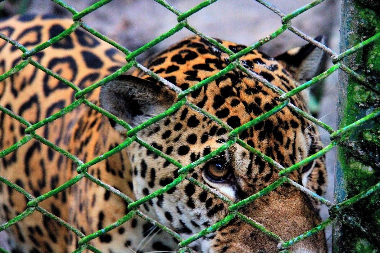 Pedro, the resident jaguar at Pilpintuwasi. Sad to see such a beautiful animal behind a fence, but with deforestation and poaching on the rise, he is safer here.

Pilpintuwasi is a small centre for endangered wildlife on the Amazon River which also doubles as a Butterfly Farm. If you're in Iquitos, this is a must see!