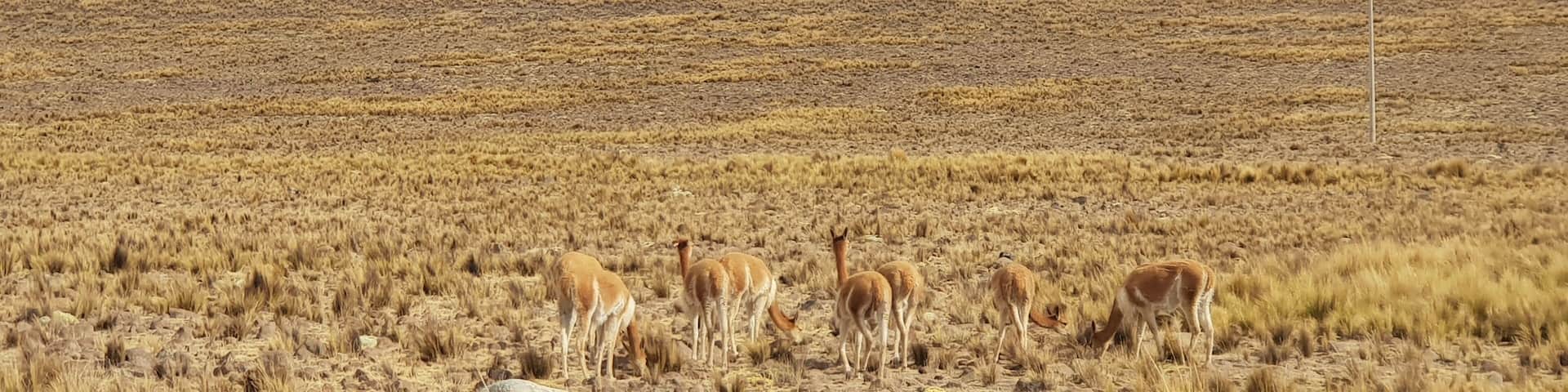 At 4000msnm altiplanos with hundreds of wild Vicuñas. Amazing views.
