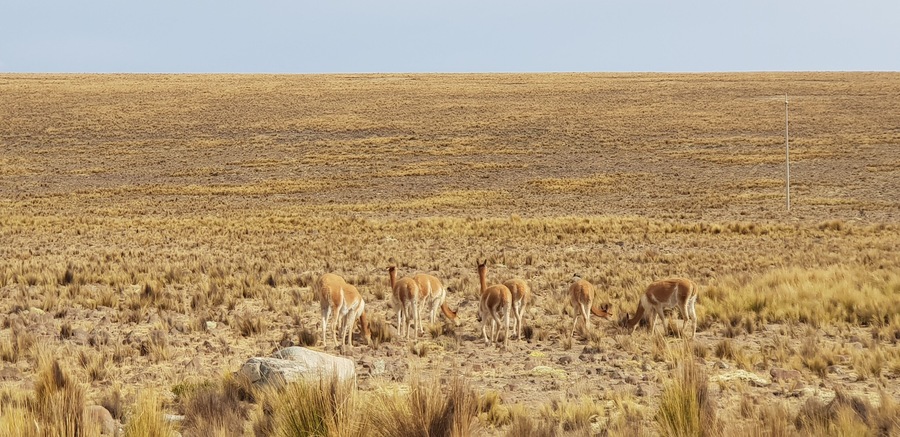 At 4000msnm altiplanos with hundreds of wild Vicuñas. Amazing views.